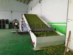 青辣椒烘干机现场