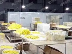 热泵金丝皇菊烘干现场