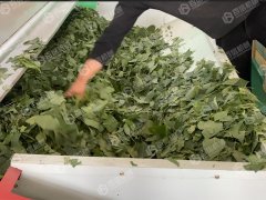 构树叶烘干现场