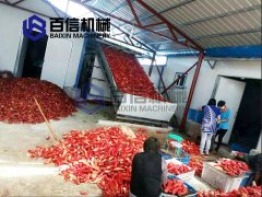 新疆辣椒烘干现场
