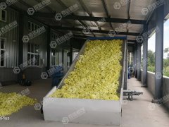 金花葵烘干现场