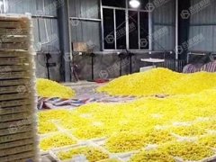 空气能菊花烘干现场