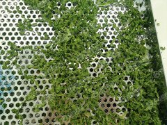 热泵海苔烘干现场