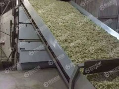 槐花烘干机现场