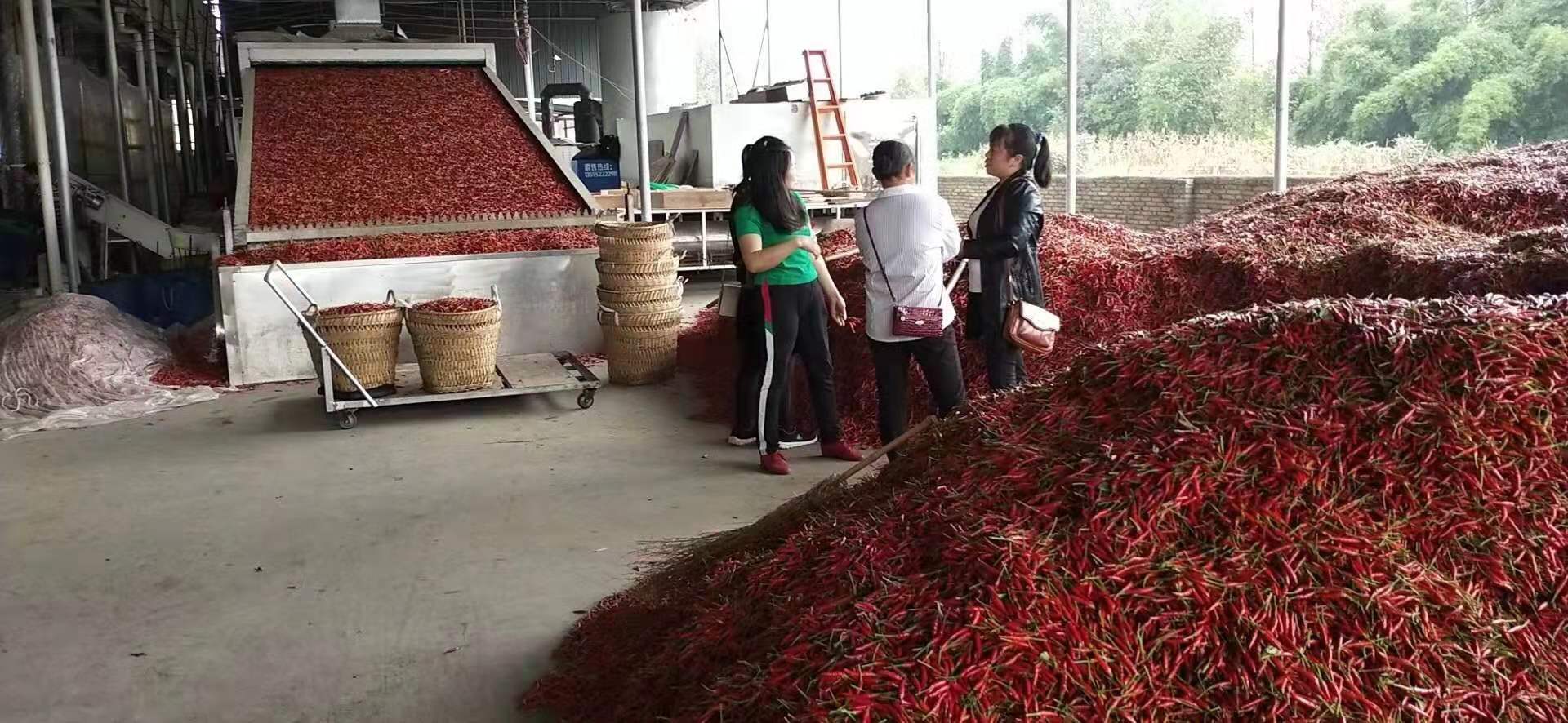 小型辣椒烘干机